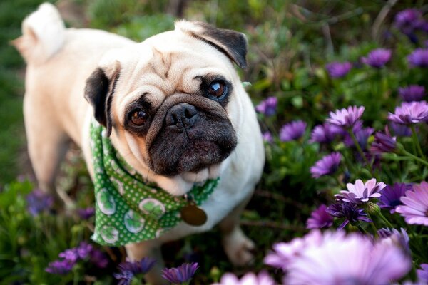 Ein Mops in einem grünen Schal inmitten lila Blüten