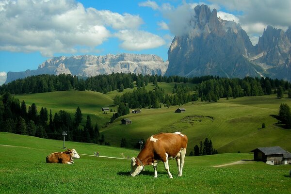 Die Alpenwiesen sind wahnsinnig schön