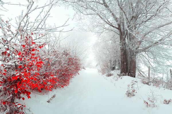 Bellissimo paesaggio su sfondo invernale