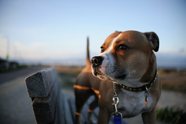 Le chien se tient sur le banc et regarde le coucher du soleil