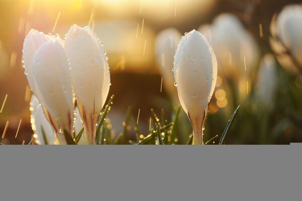 Muguet sous la pluie de champignons