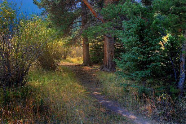 Beautiful landscape with a path in the forest