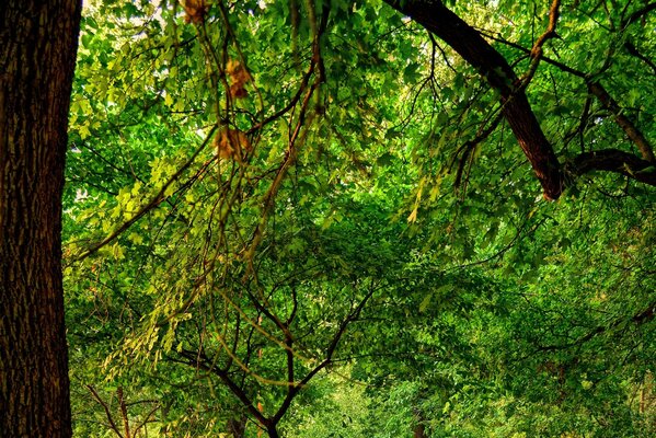 Grande albero marrone e fogliame verde