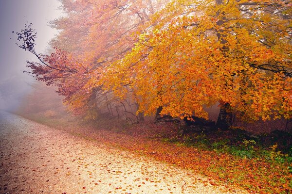 Autumn trees. Leaves. Autumn