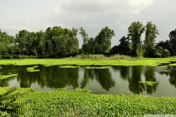 Juicy greenery - forest and lake