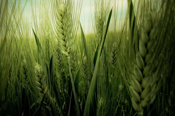 THE SKY THROUGH THE EARS OF WHEAT