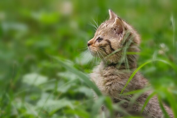 A kitten in the grass looks out on its hind legs