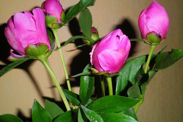 Pink buds of peonies in a macro lens