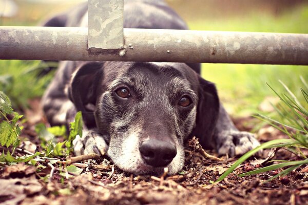 Cachorro negro metió su hocico debajo de la tubería