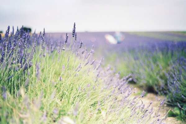 Lavender field photo with blur