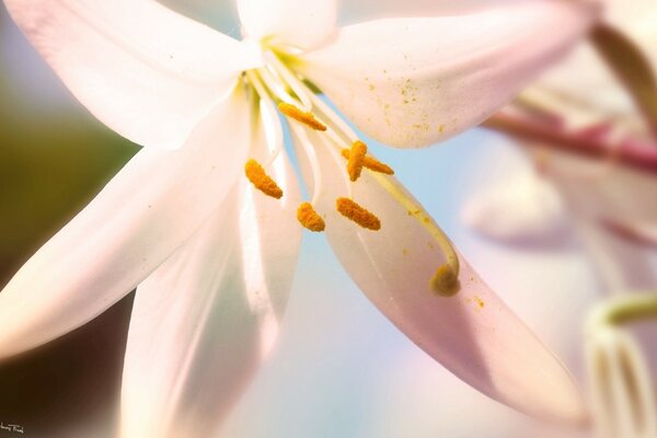 Lily in bloom - aesthetics of nature