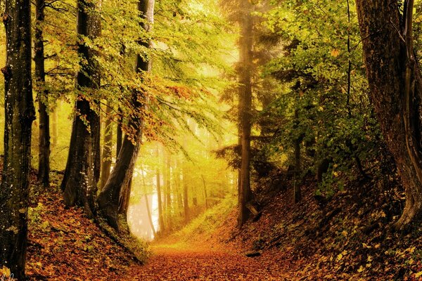 Foto eines hellen gelb- orangefarbenen Herbstes im Wald