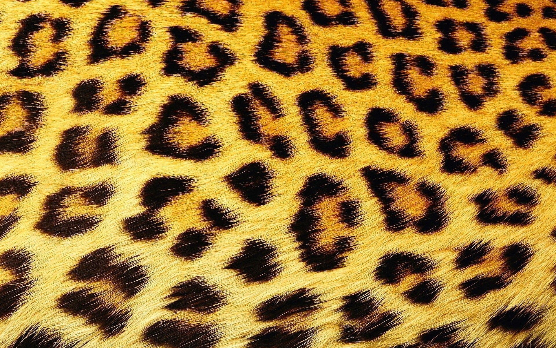 flecken textur wolle leopard