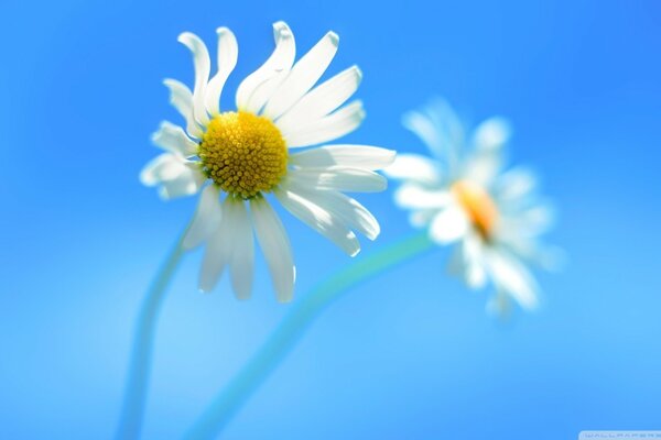 Delicate daisies on a blue background