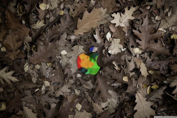 Apple logo in bright colors on autumn foliage