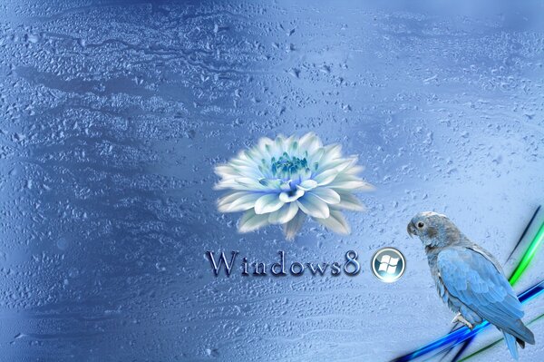 Sfondo blu di windows 8 con pappagallo blu