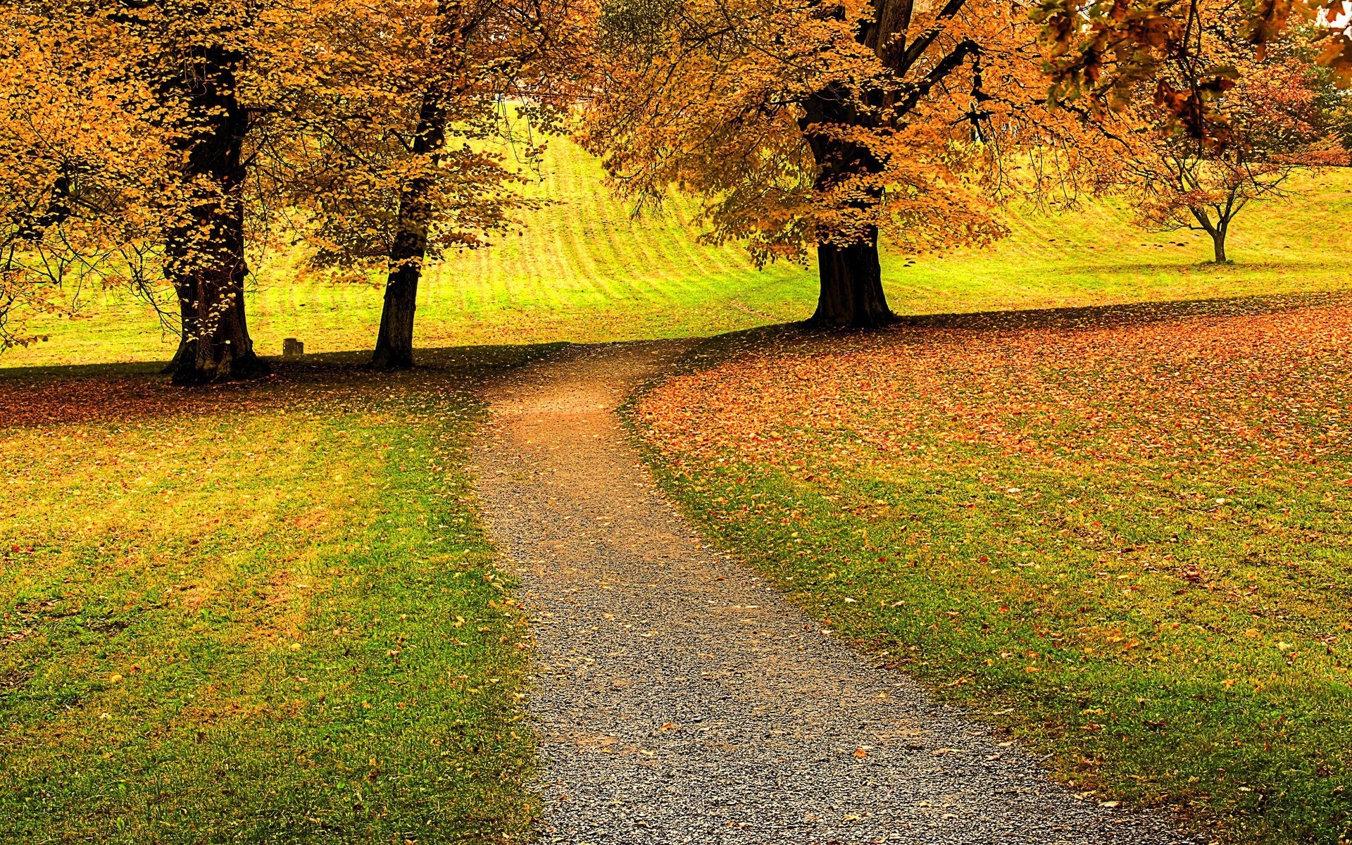 feuille automne arbres paysages forêt