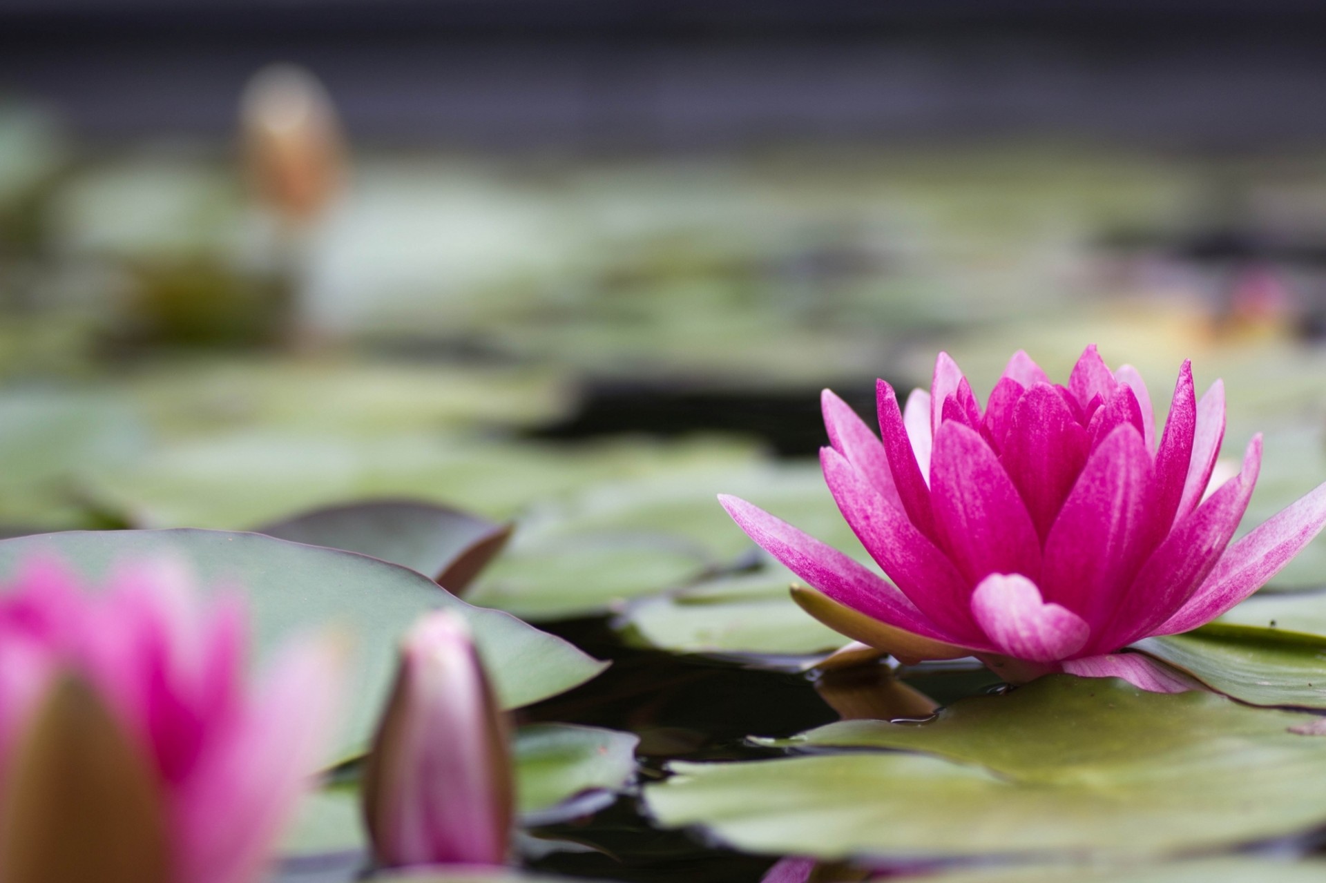 heet flower nature lake pond water waterlily pink lilies petal