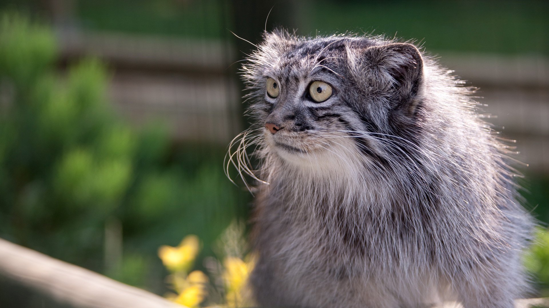 ojos manul bigote hocico