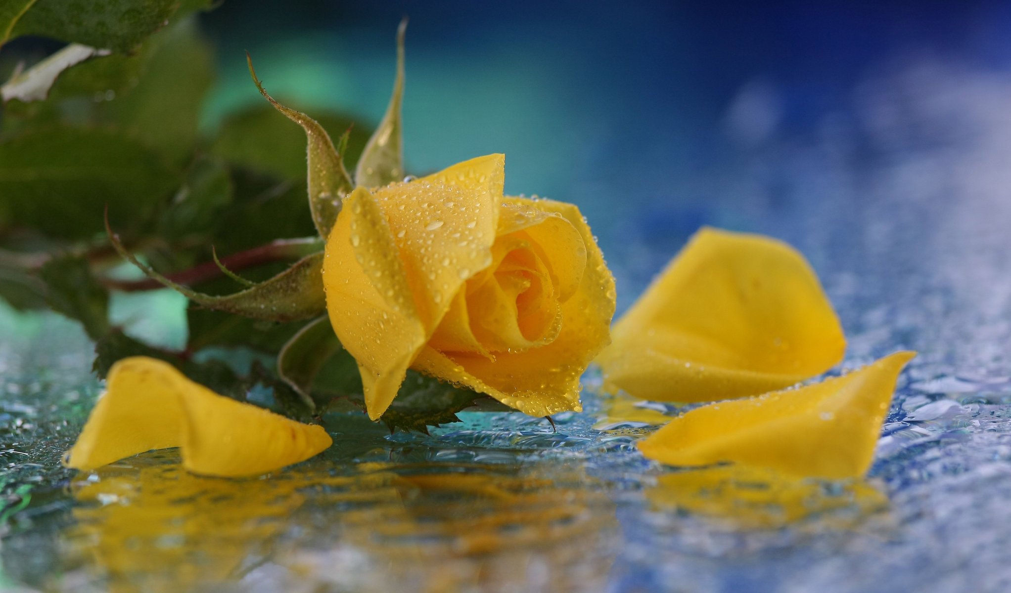 rose drops flower yellow water
