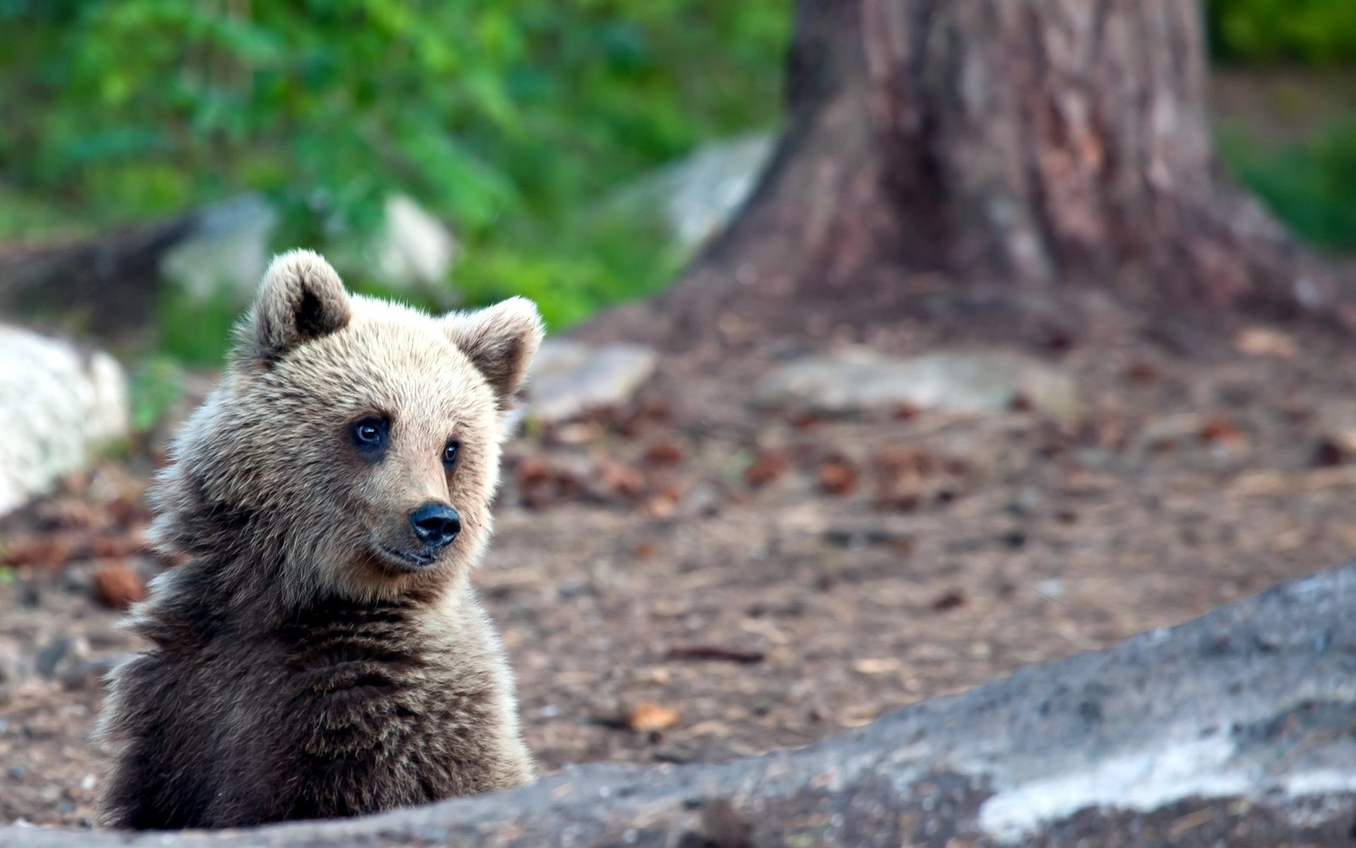 oso naturaleza verano