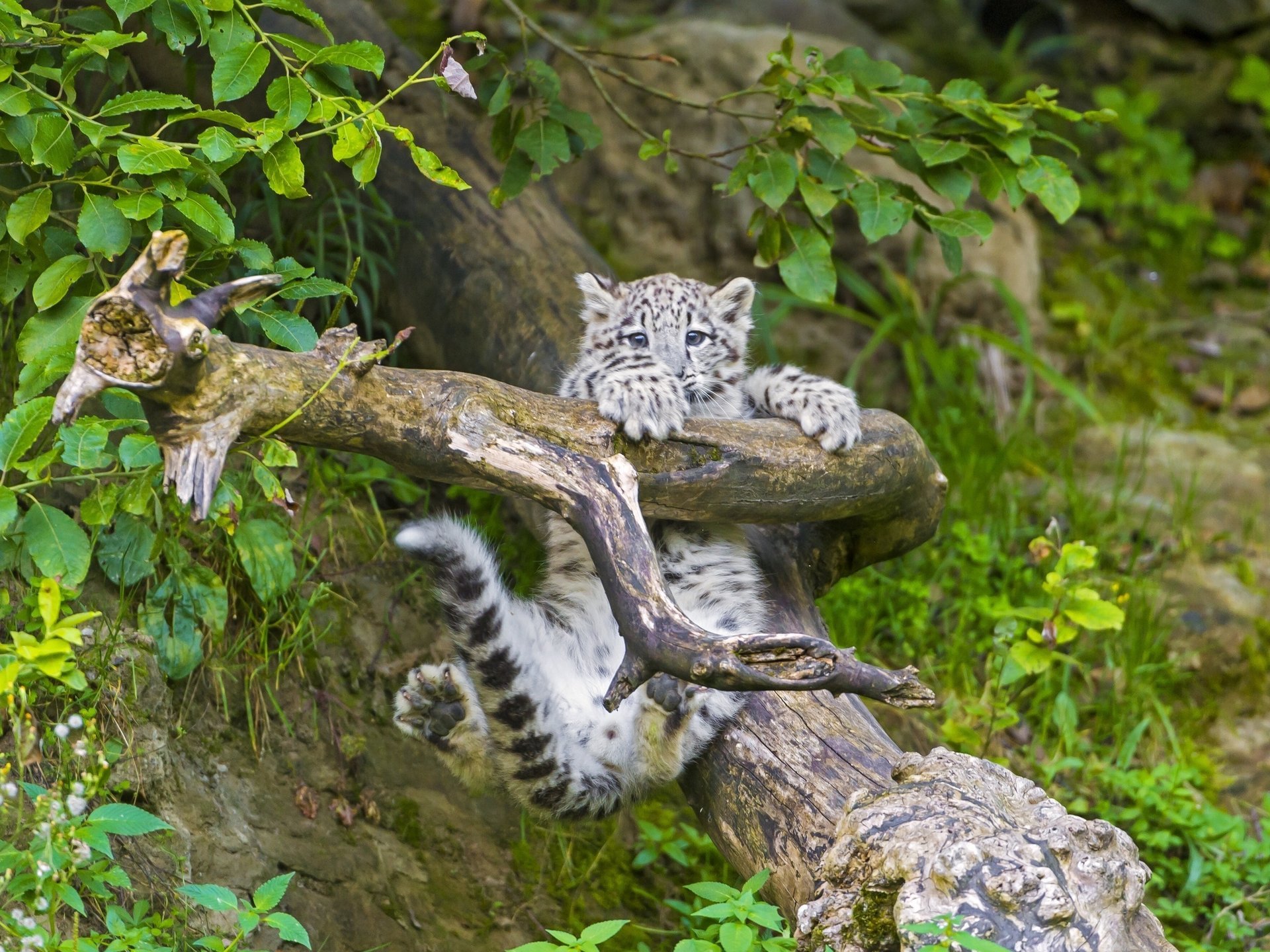 leopardo delle nevi cucciolo irbis ramo