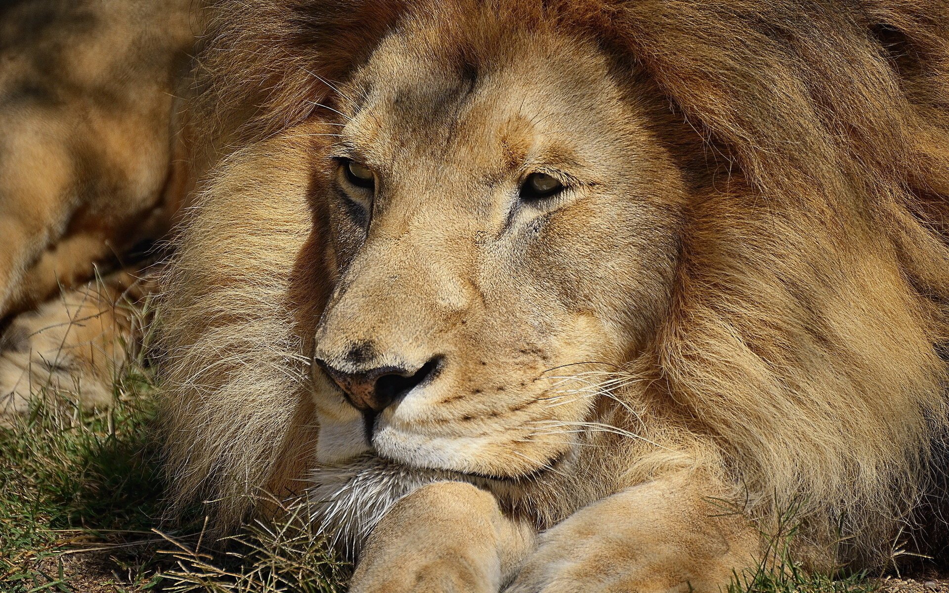 leo lies stay looks happy paws face