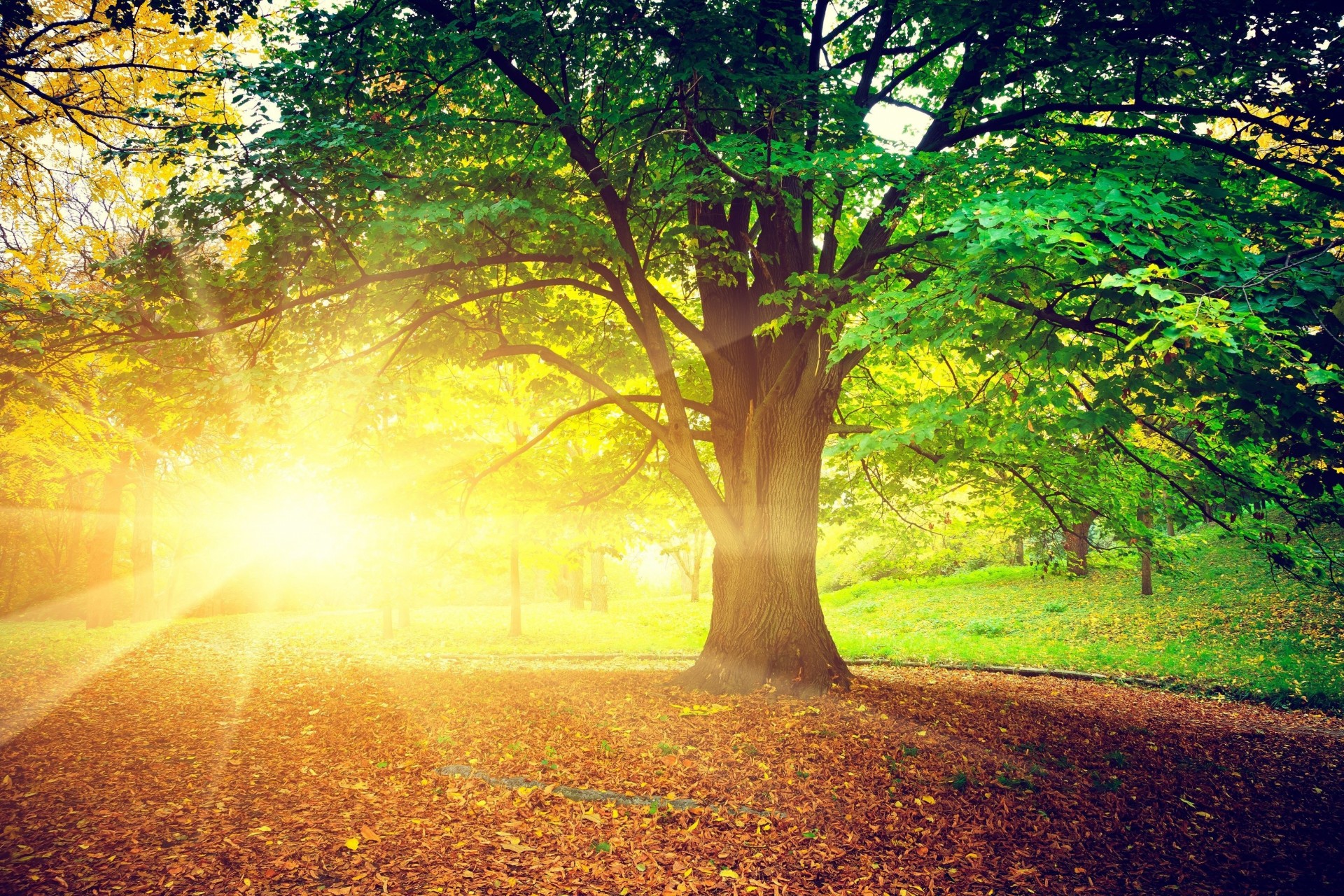 foglia alberi natura albero