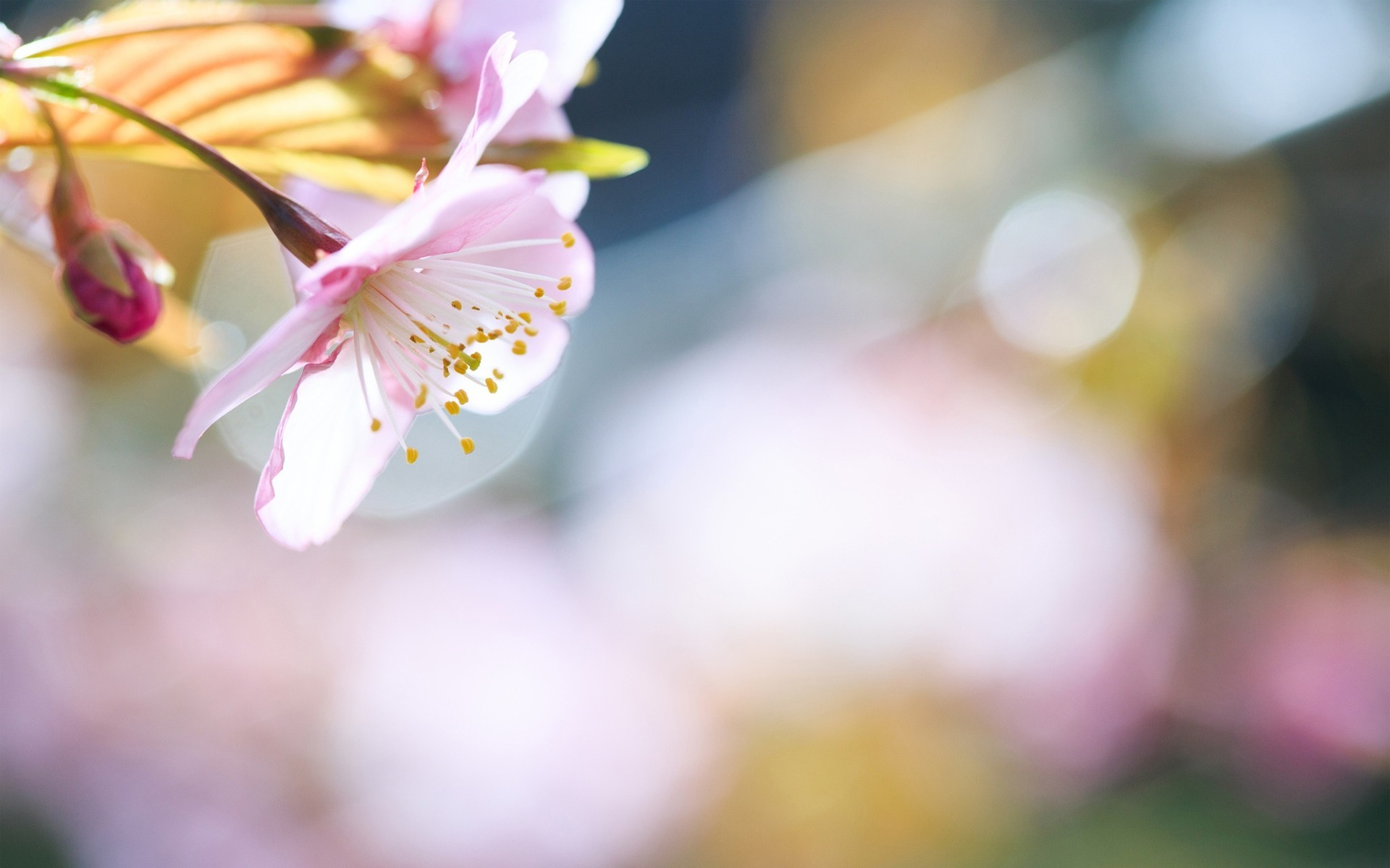 close up light buds flower spring