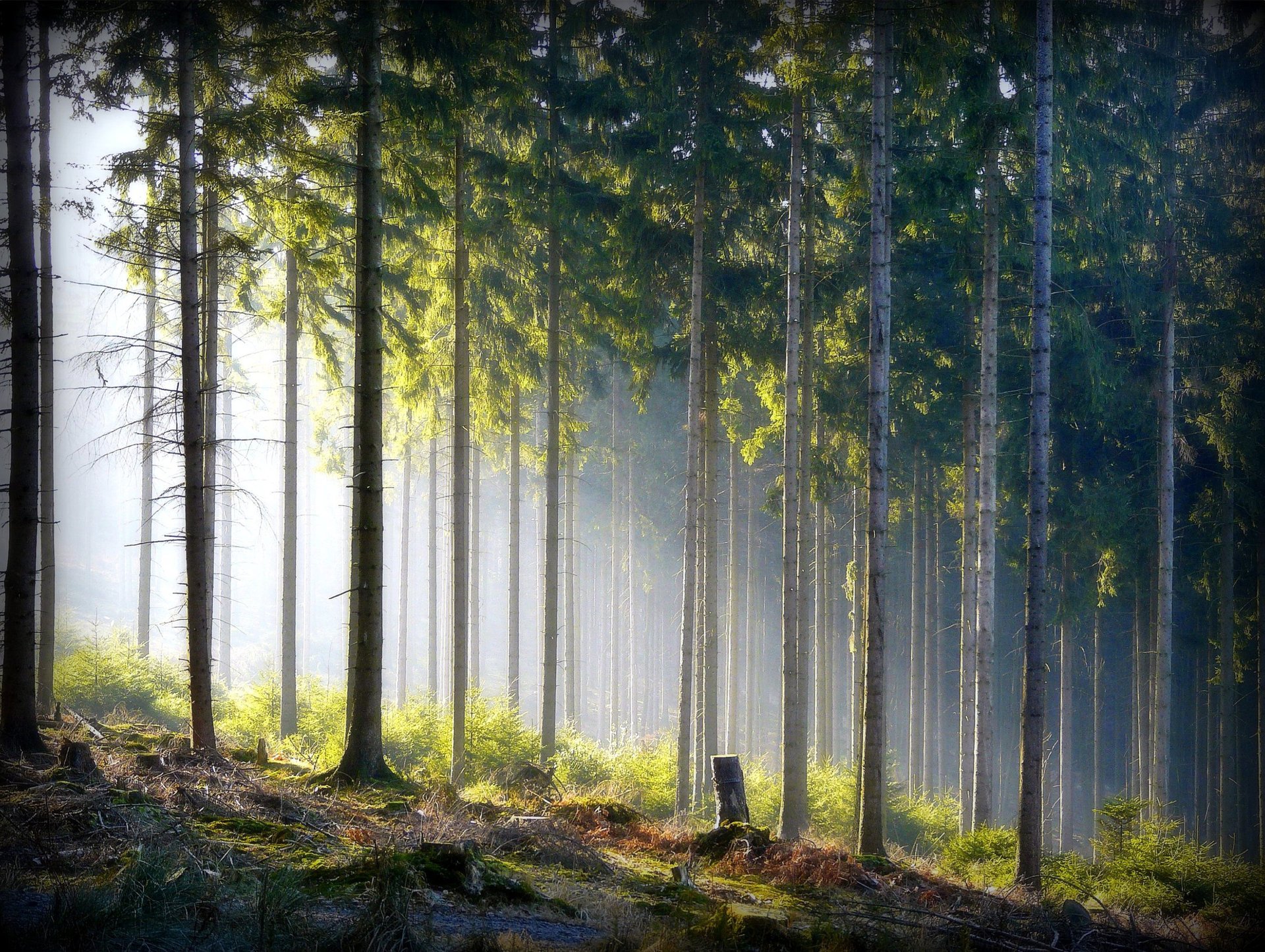 foresta natura raggi foschia