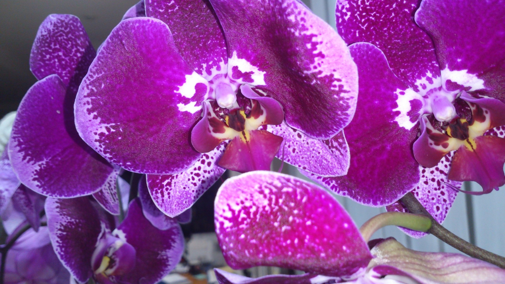 orchidea phalaenopsis