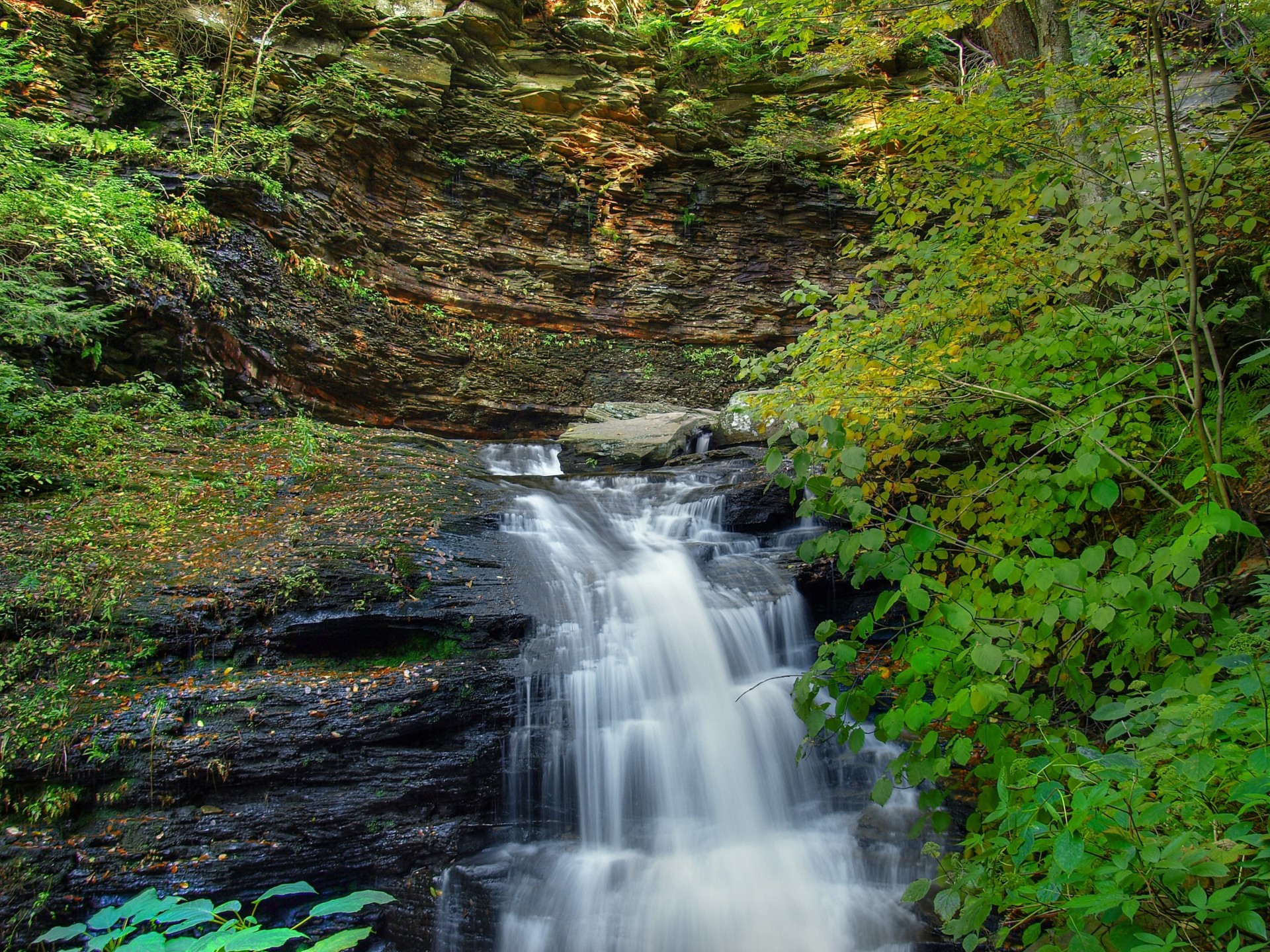 tree nature waterfall rock cascade