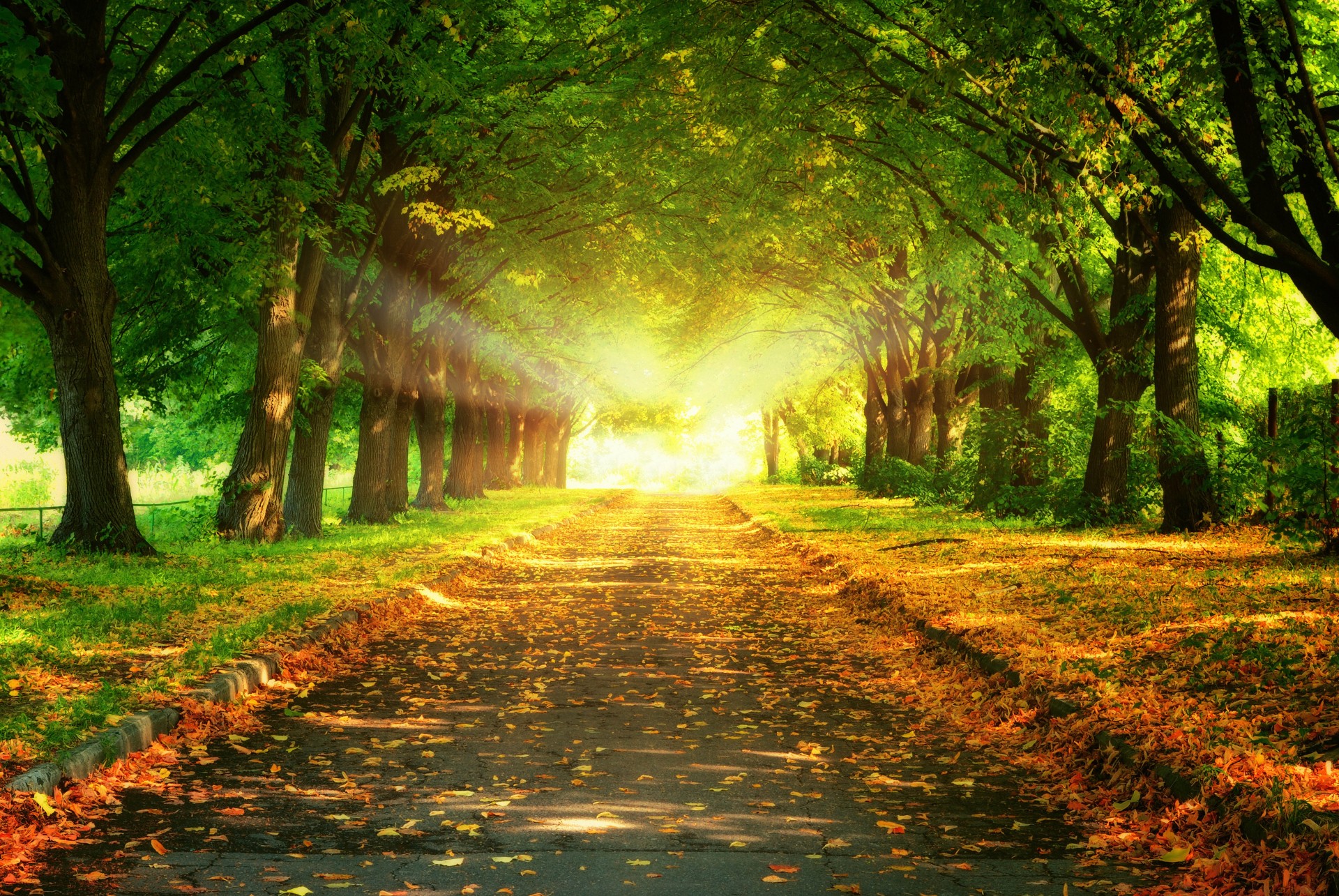 road gold light green nature