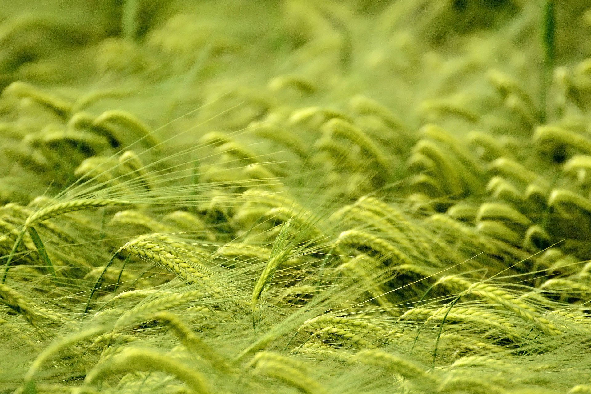 macro spighette grano campo
