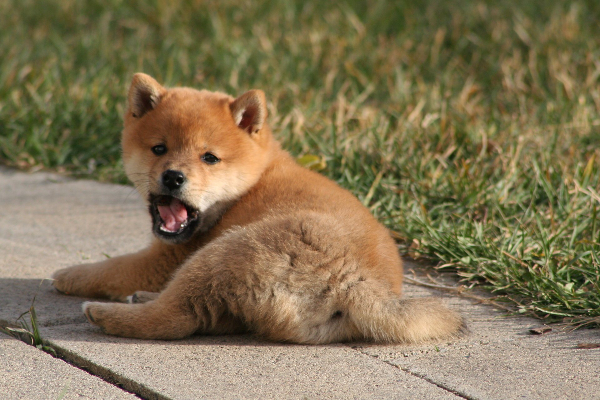 puppy grass dog lying