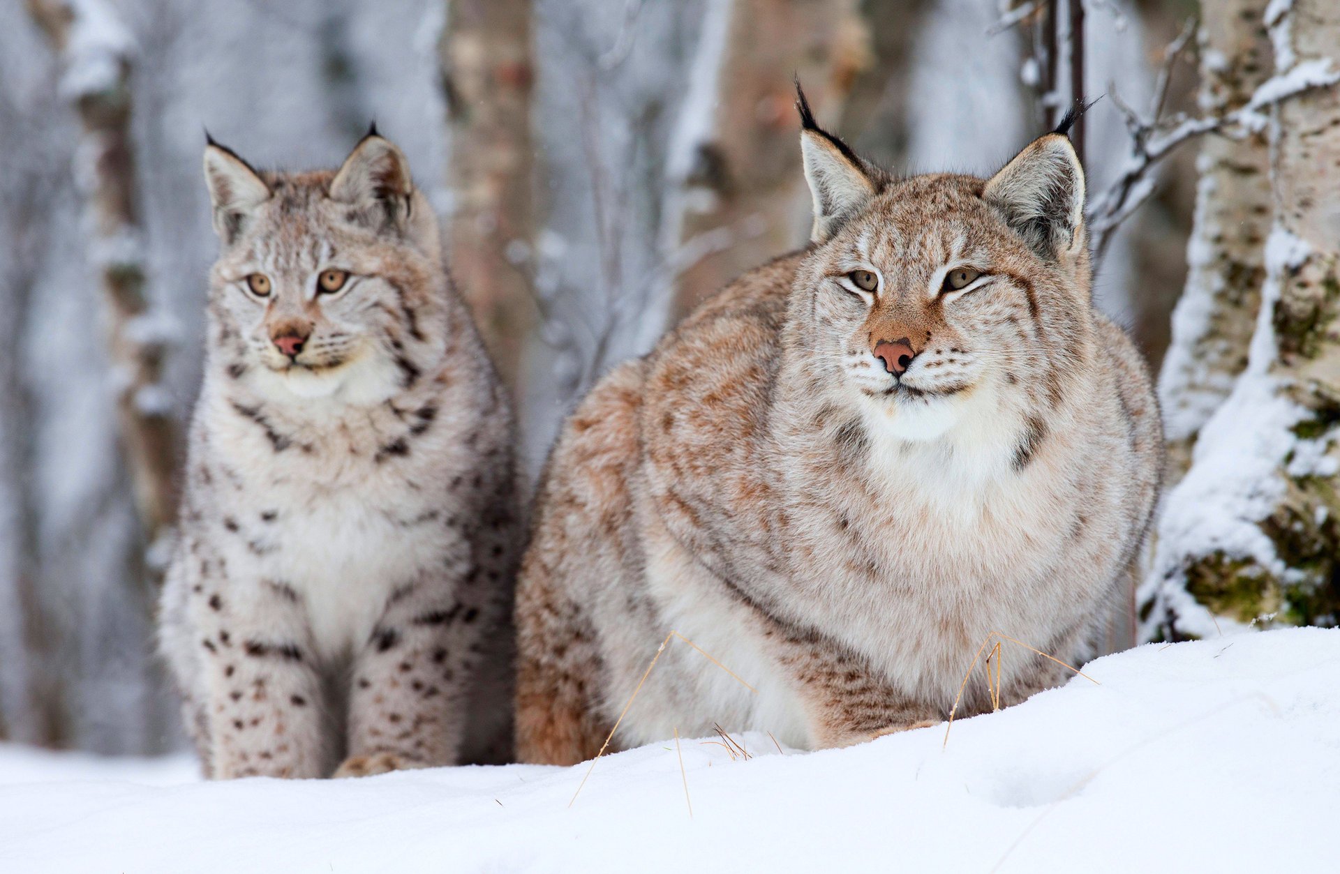 lynx small old two winter