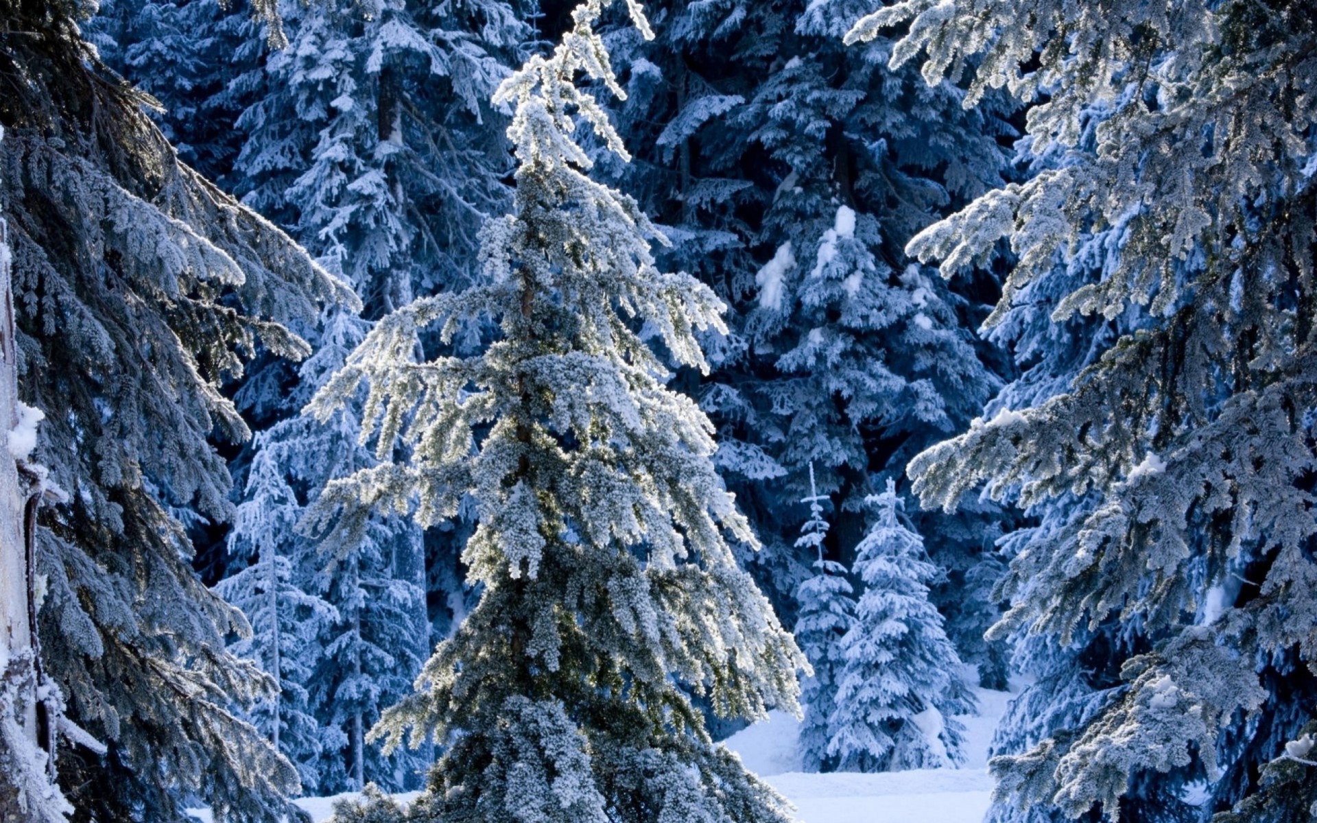 palm fairy winter forest spruce snow drift