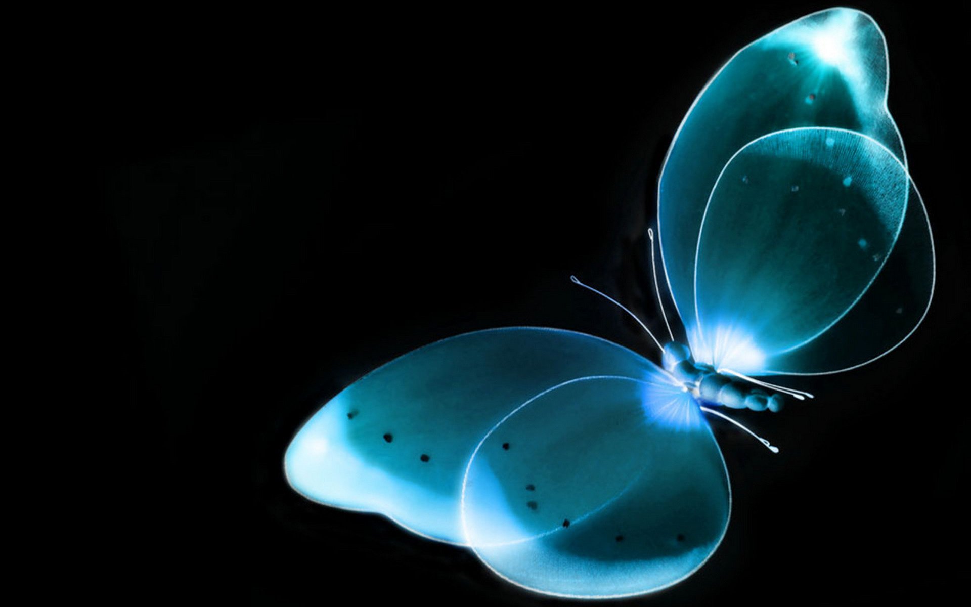 butterfly black x-ray background