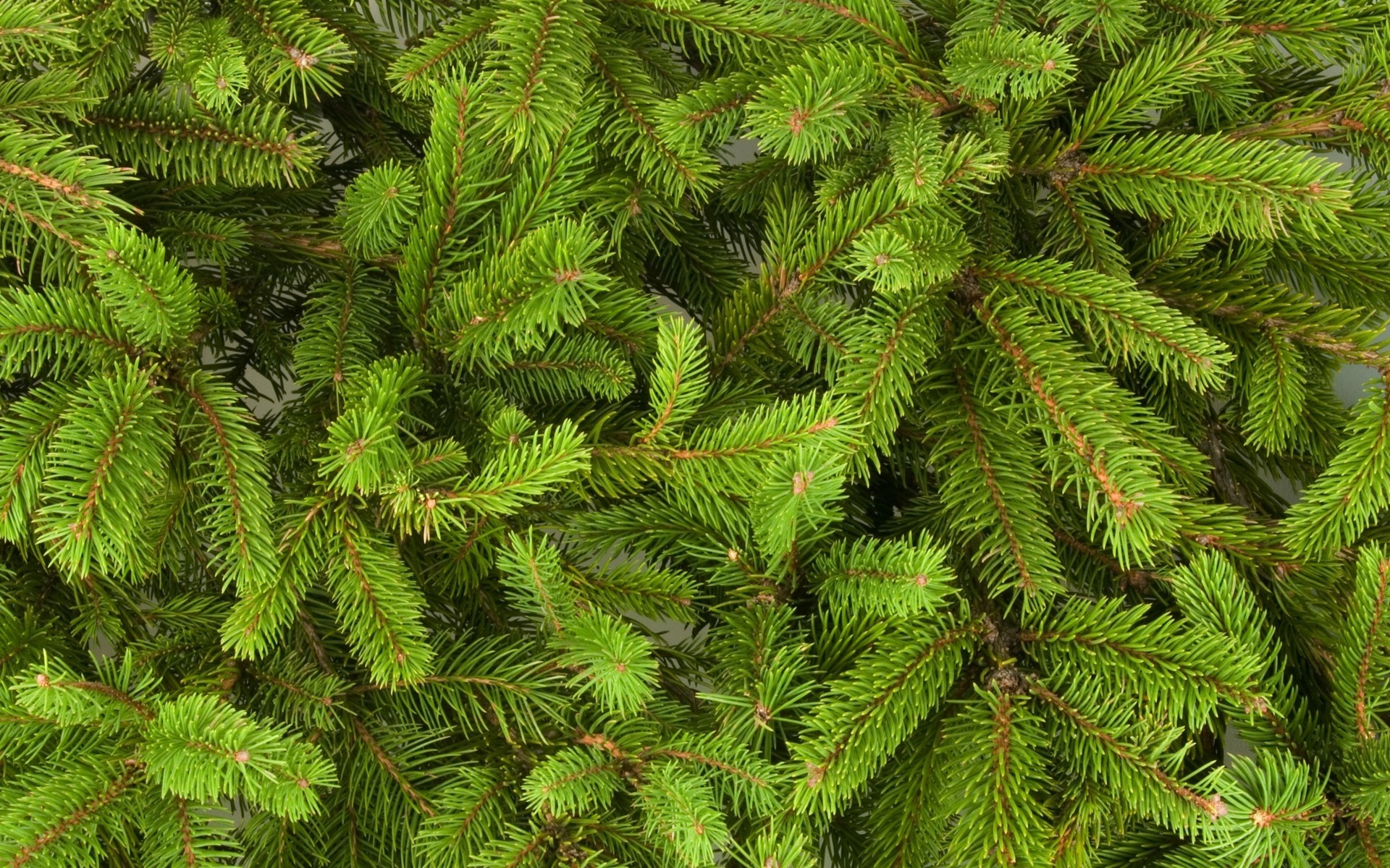 christmas tree branches new year