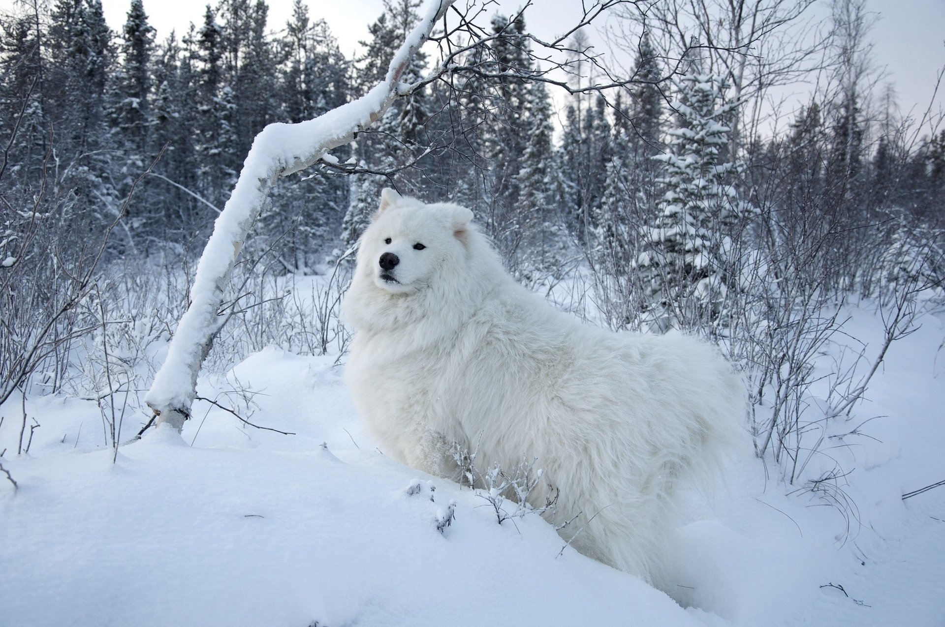 hiver forêt neige