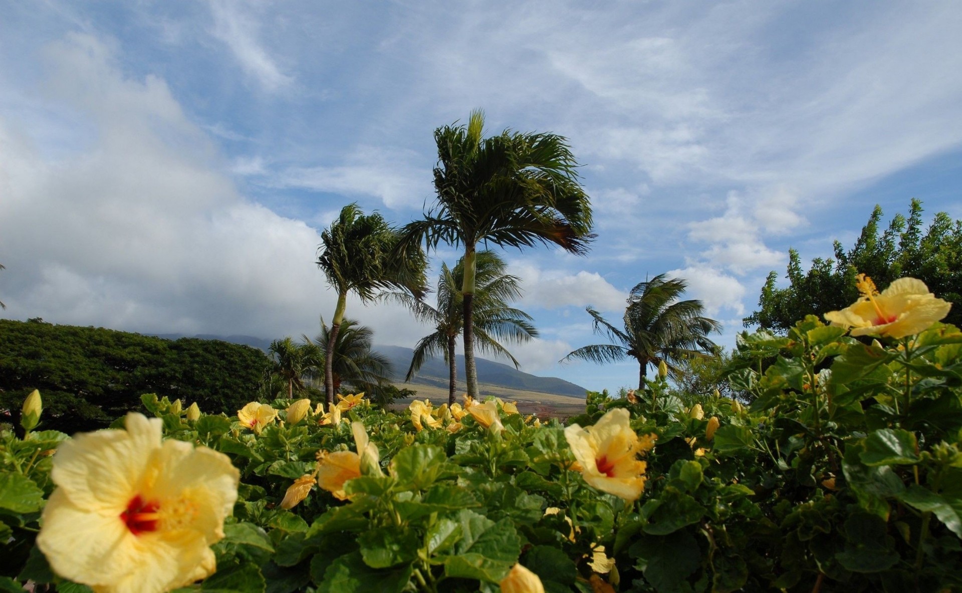 tropiques paysage fleurs palmiers nature