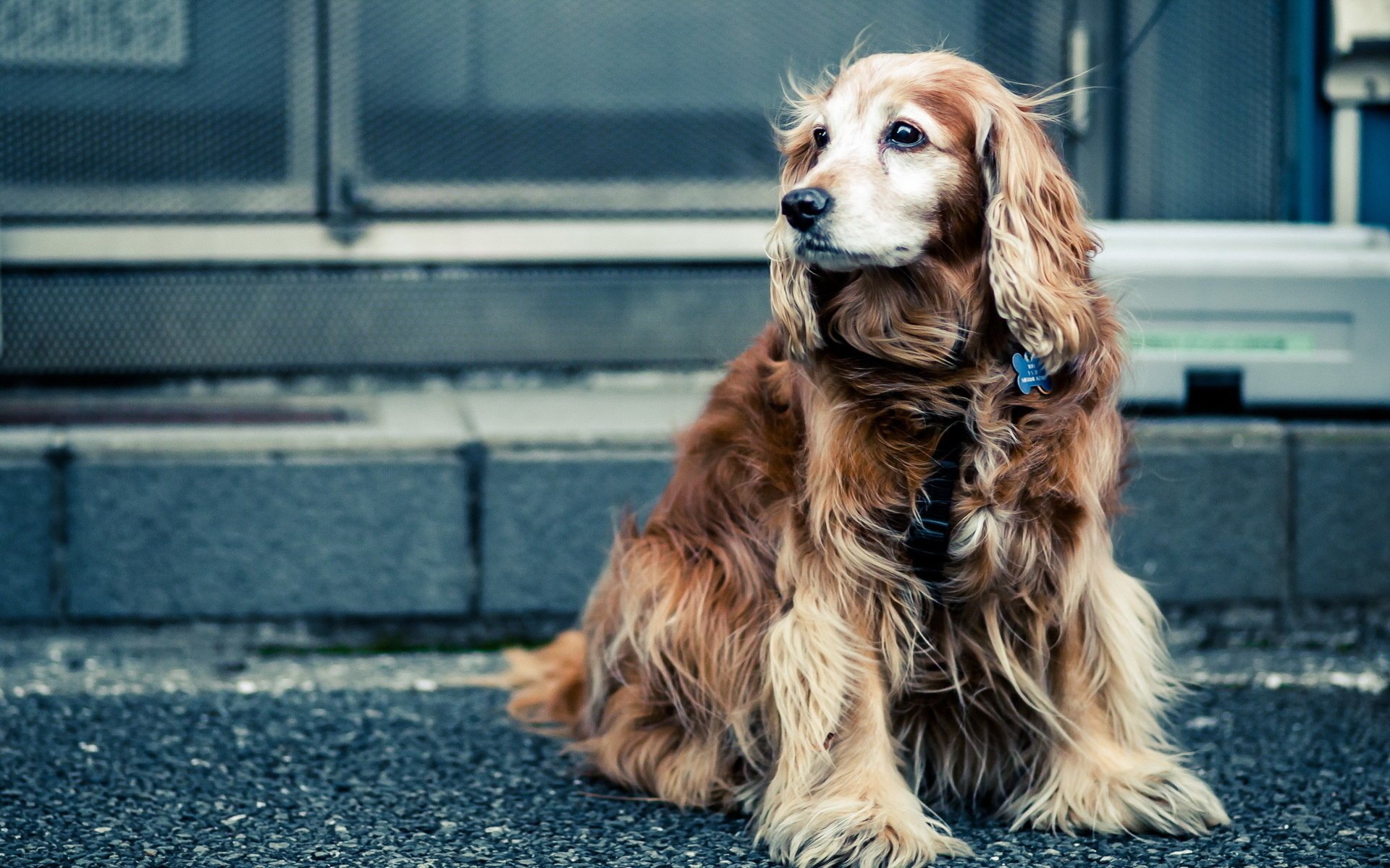 chien rue vue