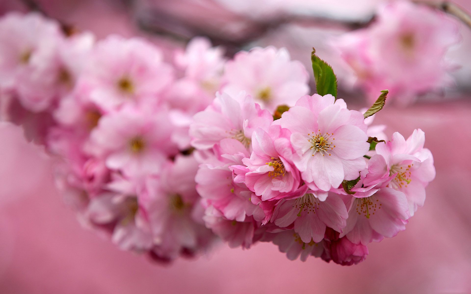 wiśnia sakura gałąź kwiaty