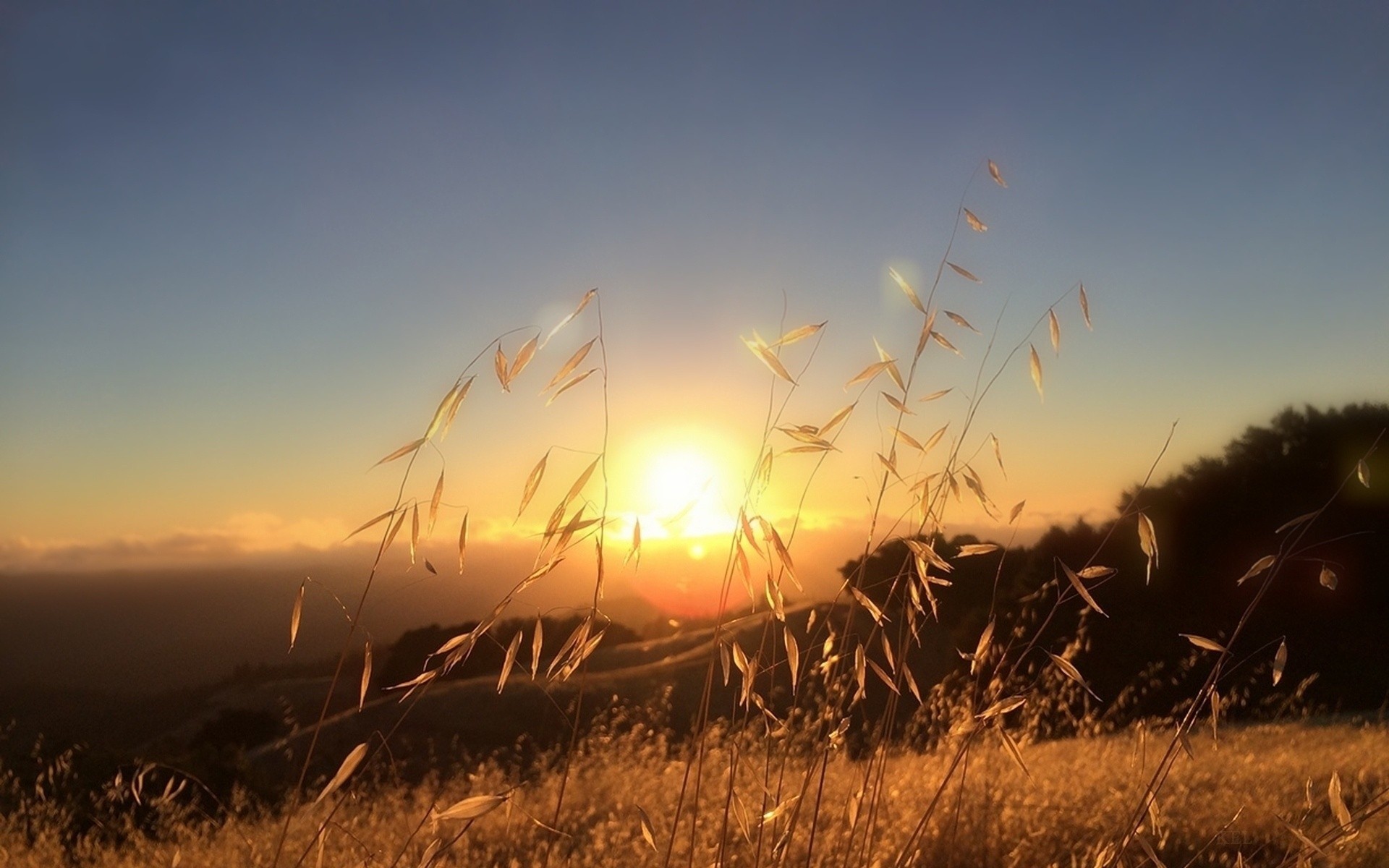 automne soleil épis