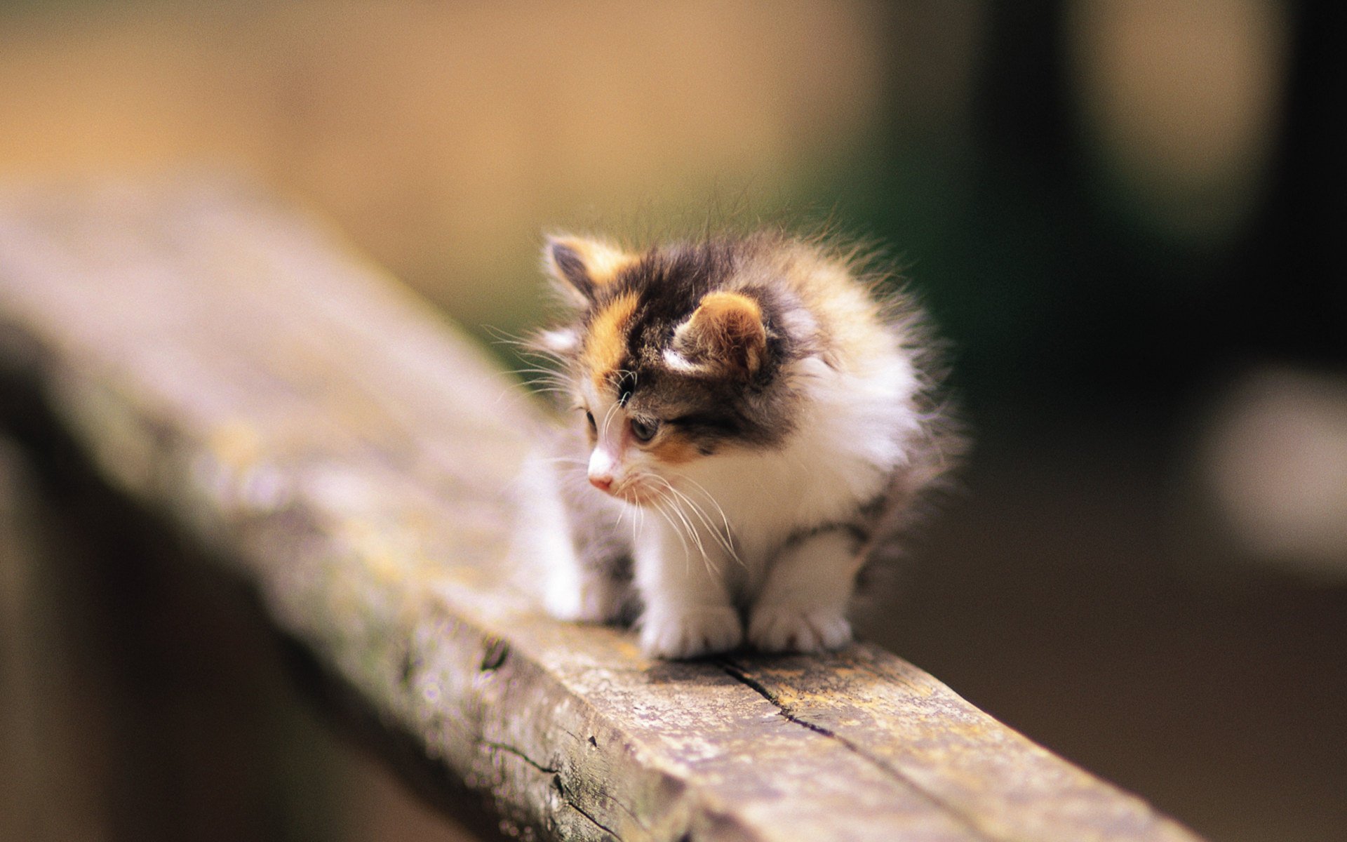 gattino gatti albero
