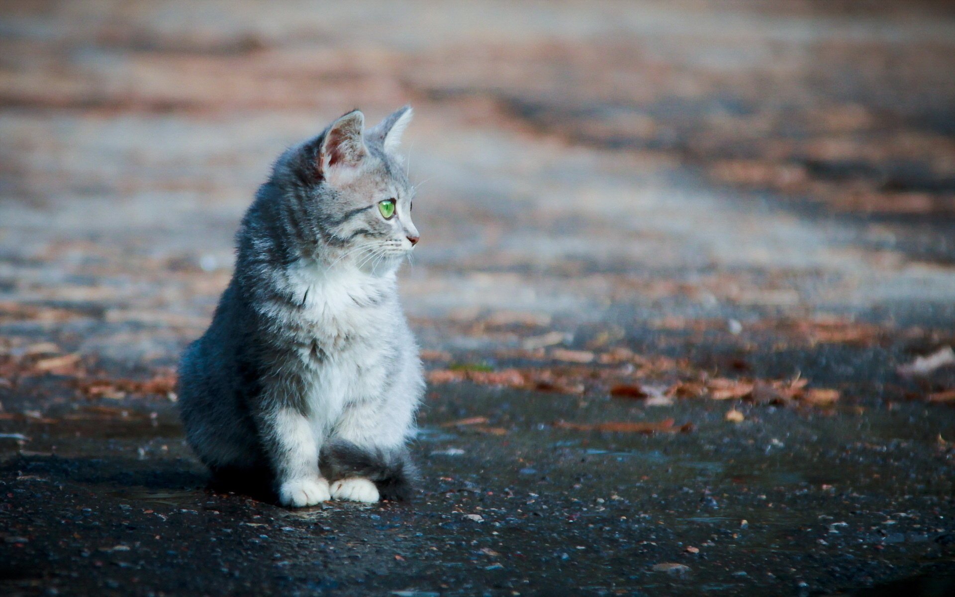 gato fondo calle