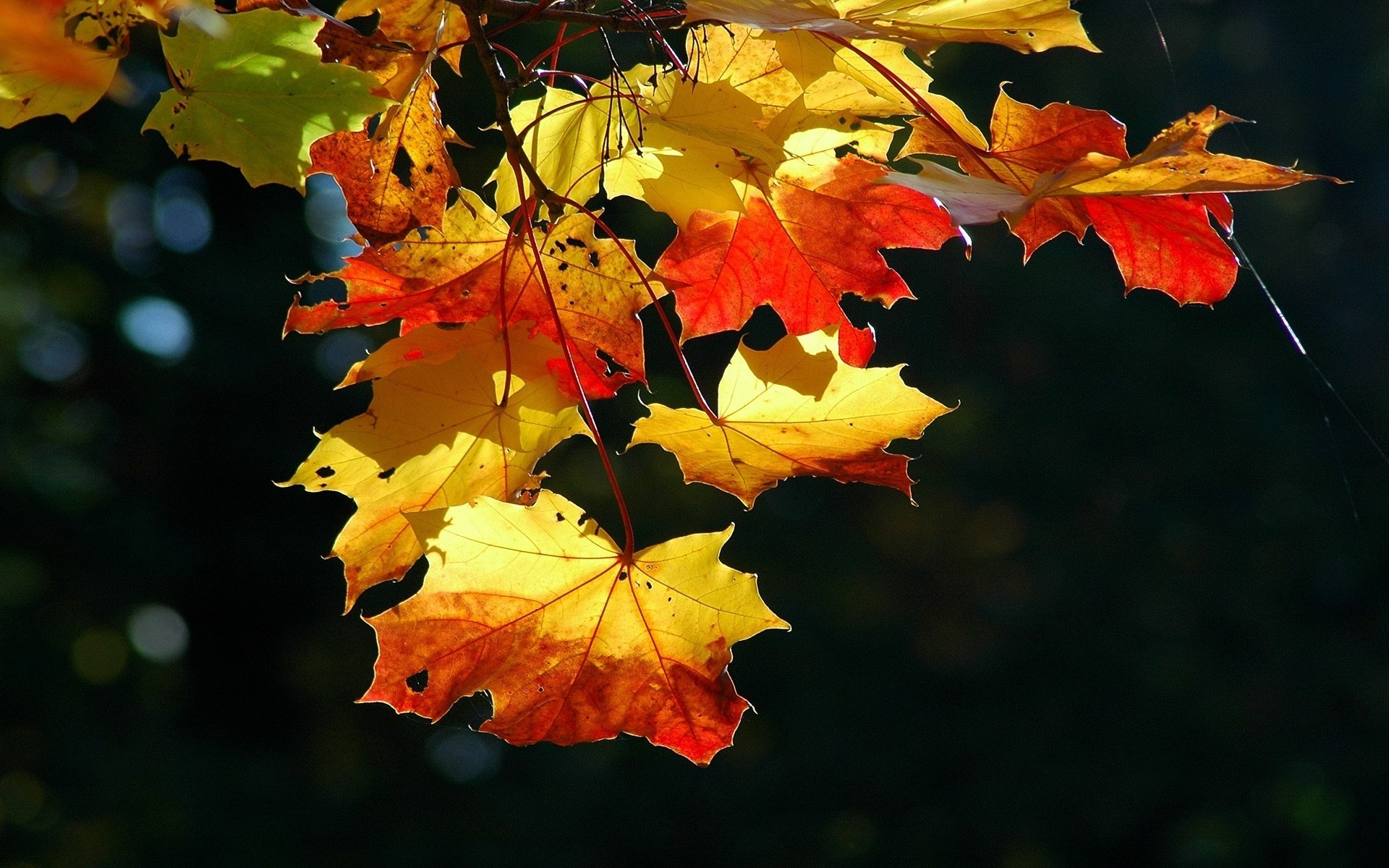 heet autumn tree