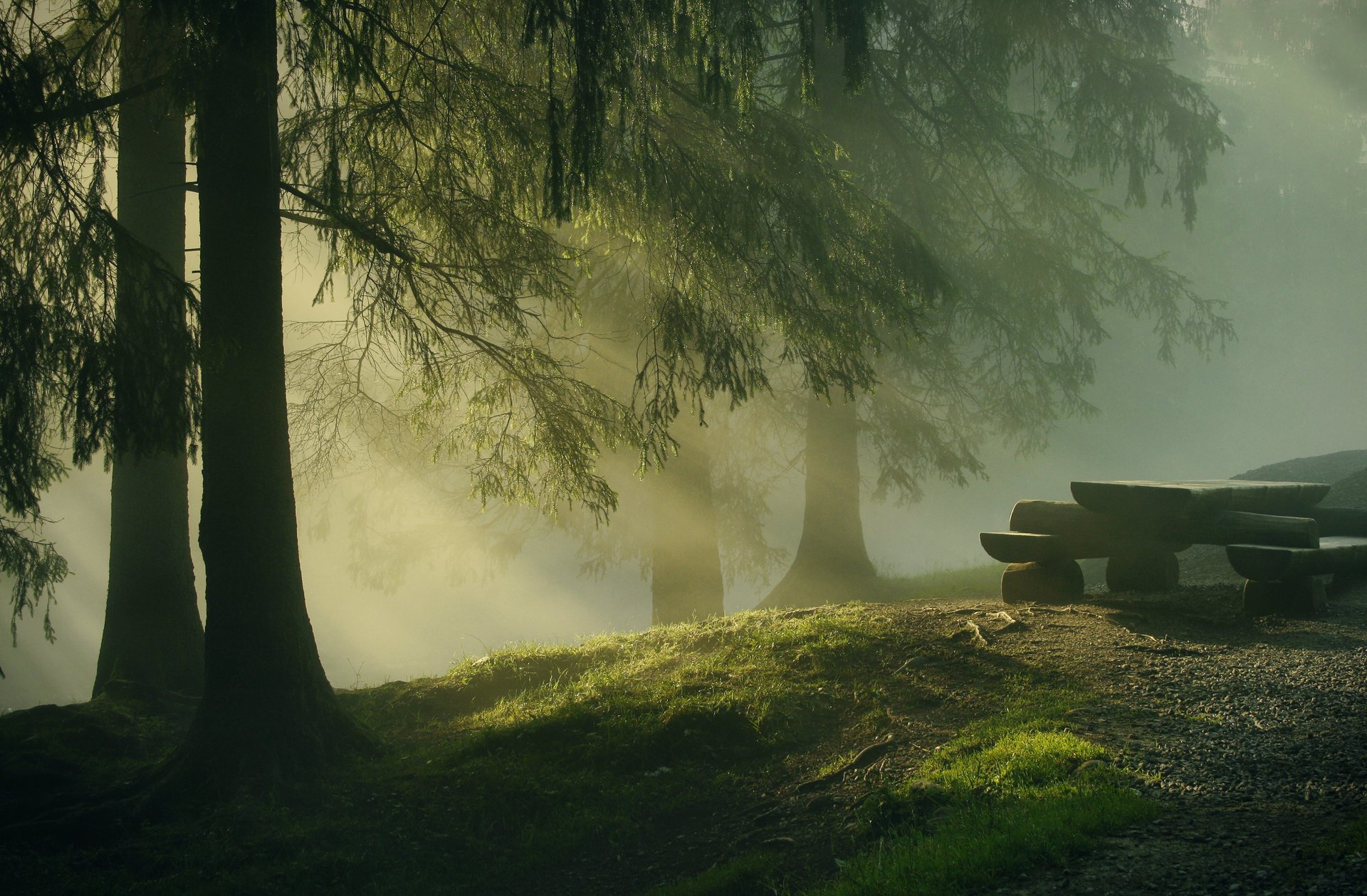 natur wald sonnenstrahlen morgen bäume baumstämme