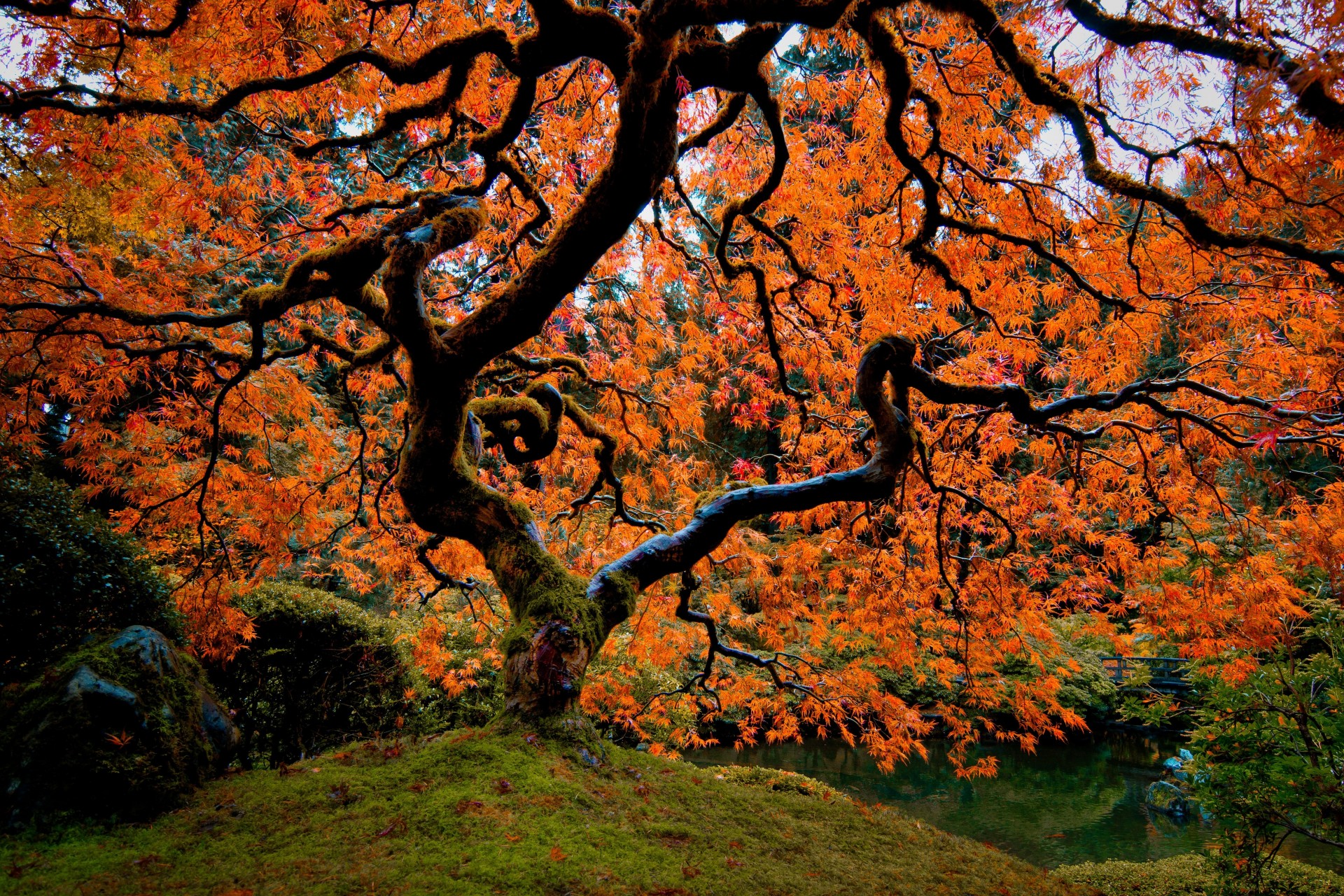 tree landscape japanese garden portland