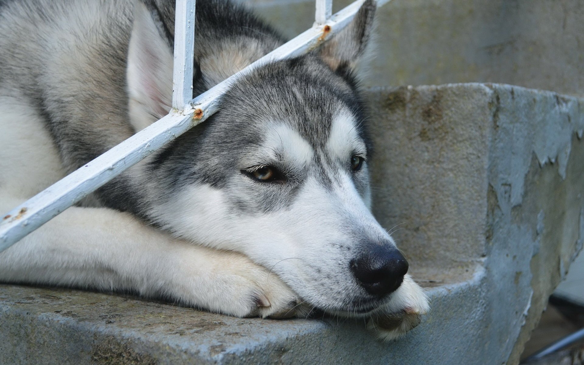 chien fond ami